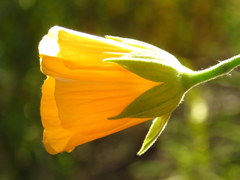 Abutilon sonneratianum