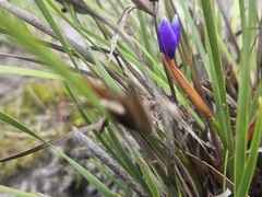Patersonia fragilis, photograph (c) Lek Khauv, some rights reserved (CC BY)