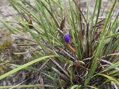 Patersonia fragilis, photograph (c) Lek Khauv, some rights reserved (CC BY)