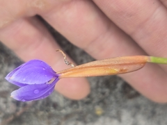 Patersonia fragilis, photograph (c) Lek Khauv, some rights reserved (CC BY)