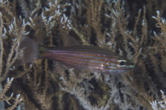 Cheilodipterus artus