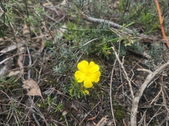 (c) Lek Khauv, some rights reserved (CC BY) Hibbertia procumbens, photograph (c) Lek Khauv, some rights reserved (CC BY)