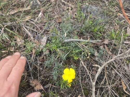 Hibbertia procumbens, photograph 3