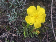 (c) Lek Khauv, some rights reserved (CC BY) Hibbertia procumbens, photograph (c) Lek Khauv, some rights reserved (CC BY)