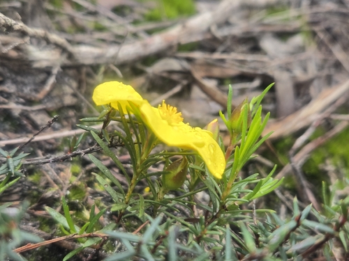 Hibbertia procumbens, photograph 5