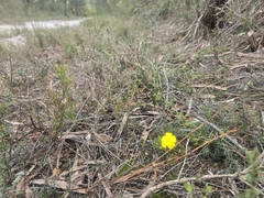 Hibbertia procumbens, photograph (c) Lek Khauv, some rights reserved (CC BY)