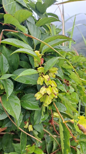 Tripterygium wilfordii observed 2026-08-19