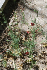 Papaver hybridum