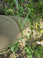 Bromus riparius, photograph (c) Сергей Голубев, some rights reserved (CC BY)