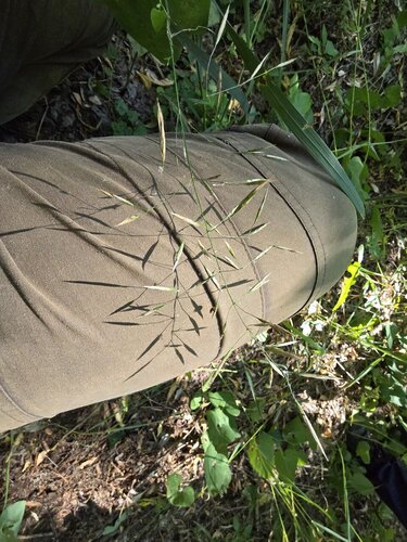 Bromus riparius, photograph 4