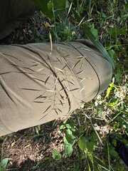 Bromus riparius, photograph (c) Сергей Голубев, some rights reserved (CC BY)
