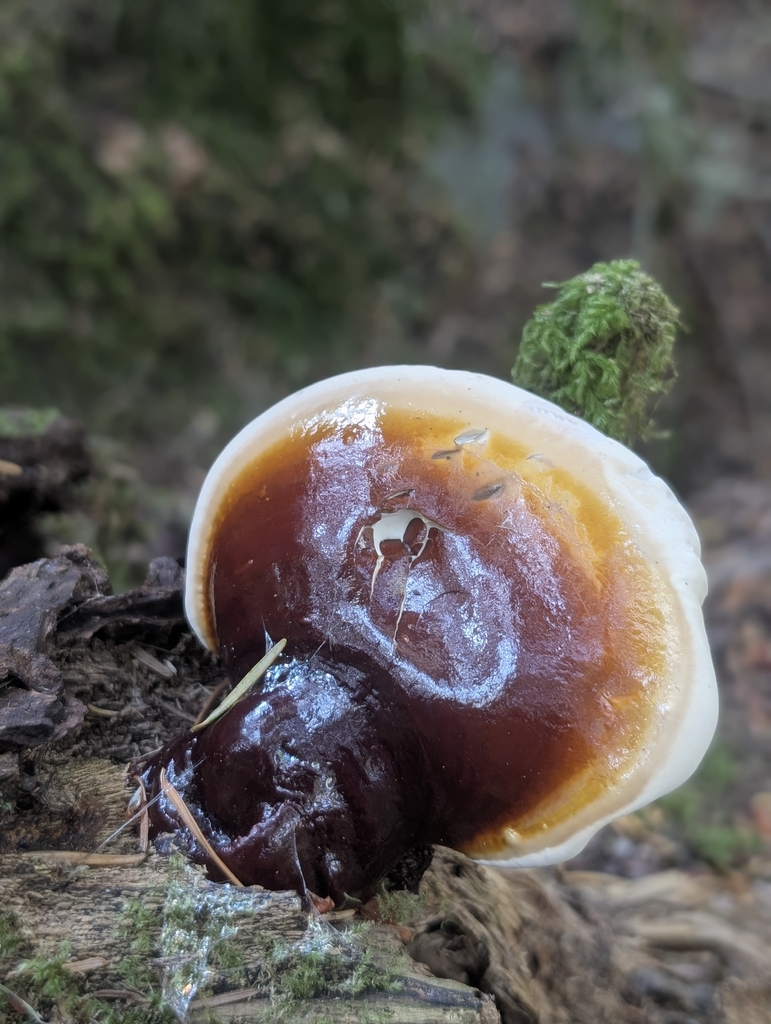 West Coast Reishi · August 2026 · photo: Photo: no rights reserved · iNaturalist