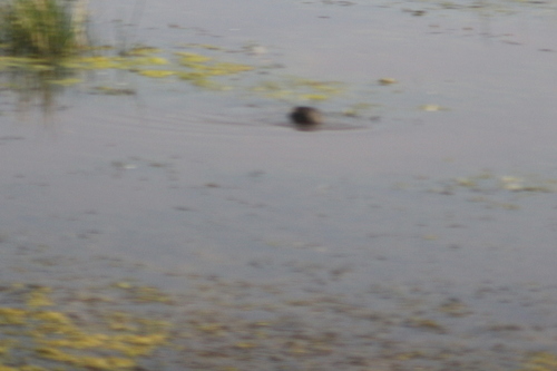 American Coot