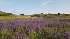 Echium plantagineum