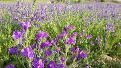 Echium plantagineum