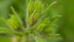 Echium plantagineum