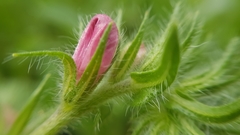 Echium plantagineum