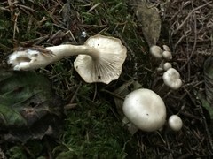 Ampulloclitocybe