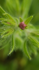 Echium plantagineum