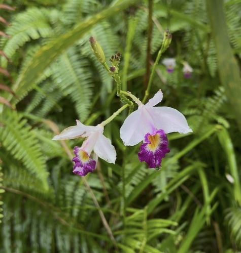 Bamboo Orchid