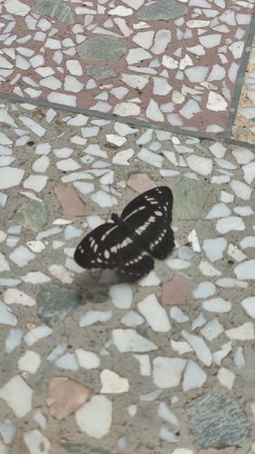 Five-dot Sergeant