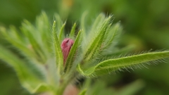 Echium plantagineum