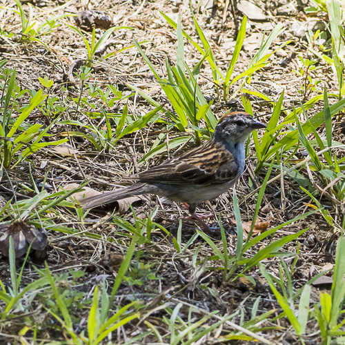 Chipping Sparrow