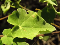 Abutilon sonneratianum