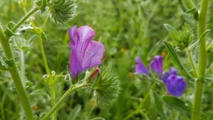 Echium plantagineum