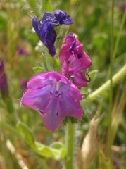 Echium plantagineum