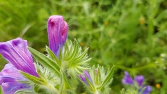 Echium plantagineum