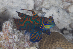 Synchiropus splendidus
