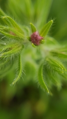Echium plantagineum