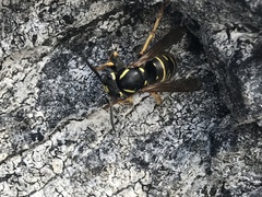 Vespula austriaca
