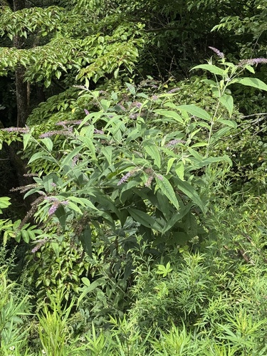 Butterfly bush