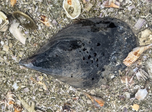 Atrina vexillum observed 2026-08-19