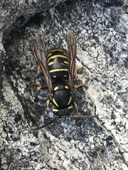 Vespula austriaca