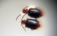 Lebia marginata