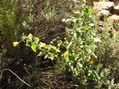 Abutilon sonneratianum