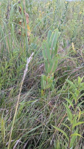 prairie milkweed