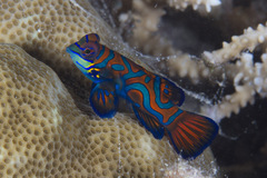 Synchiropus splendidus