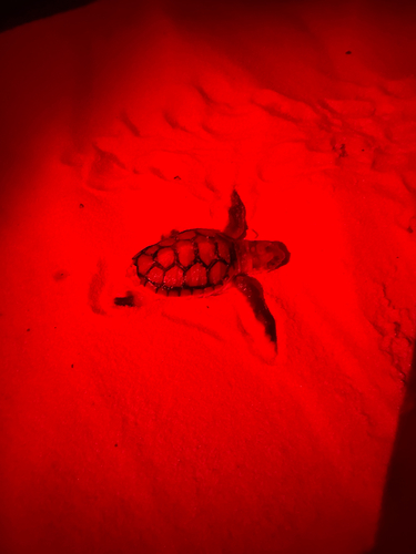 Natator depressus observed 2026-08-18