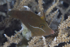 Blacklined Filefish photo 2