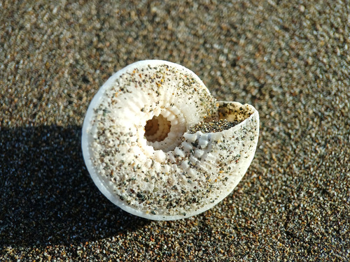Architectonica nobilis, 2026-08-09