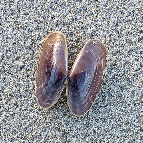 Hiatula alba, 2026-08-17