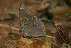 Charaxes cithaeron