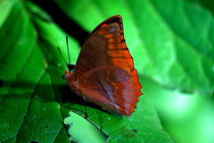 Charaxes protoclea azota