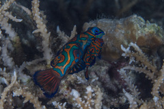 Synchiropus splendidus