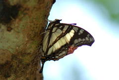 Polyura zoolina