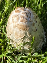 Coprinus comatus